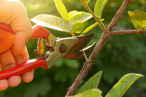 Lawn Pest Prevention